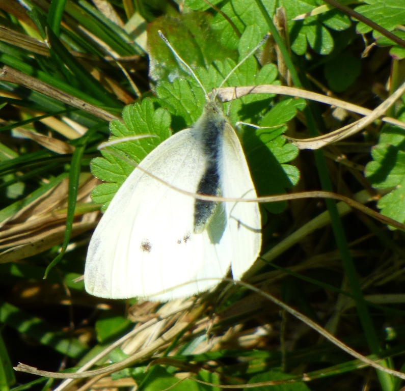 Pieris brassicae?  No, Pieris rapae